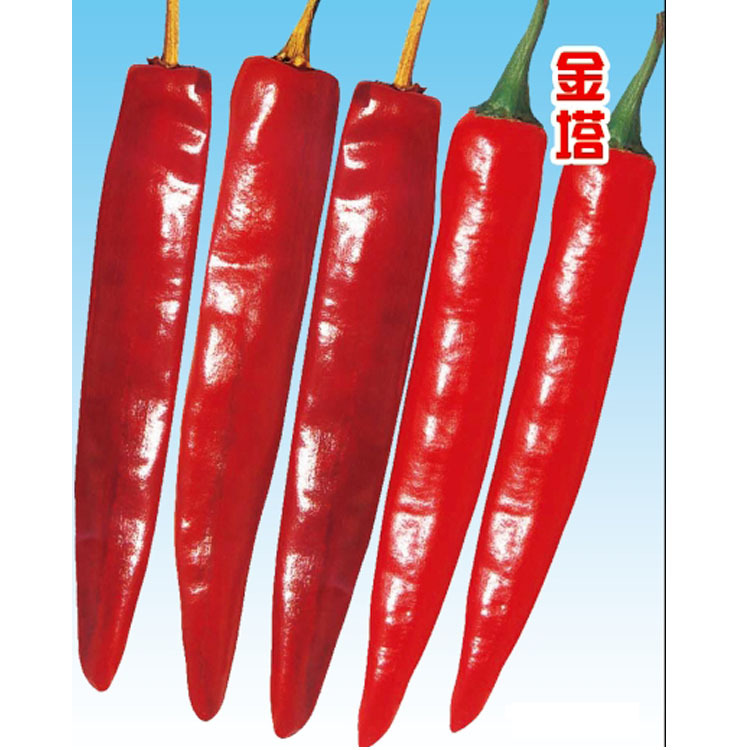 金塔-国产辣椒种子