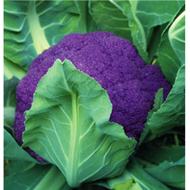 睿优紫椰花菜种子
