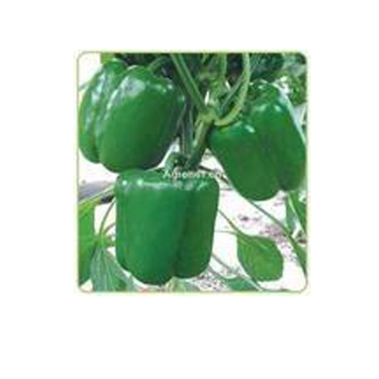 国产优质青椒种子---华椒五号