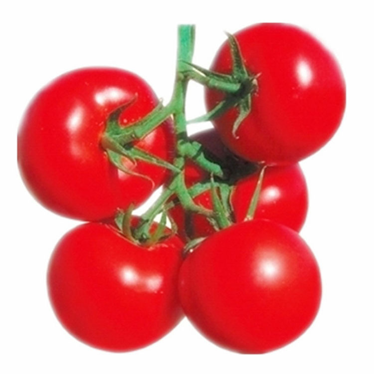 优质高产 抗病毒番茄种子---睿优606