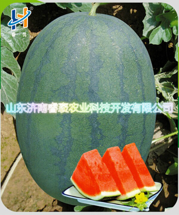 超级重茬王-西瓜种子1