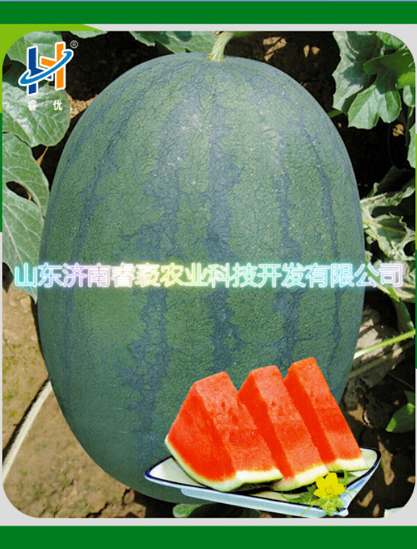 超级重茬王-西瓜种子2