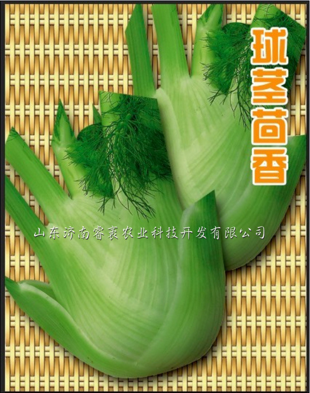 球茎茴香菜