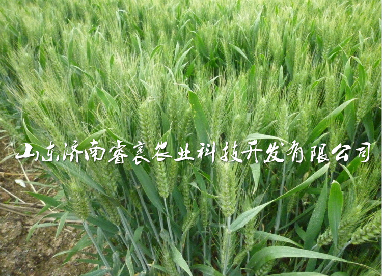 高产 优质小麦种子