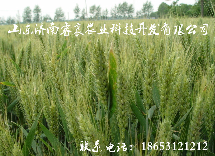 优质 高产小麦种子