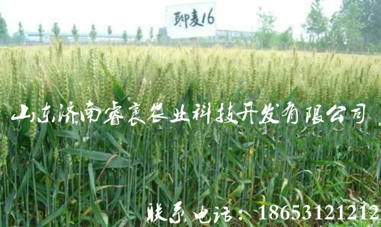 抗倒 优质 高产小麦种子 聊麦16号 济南睿袤种业